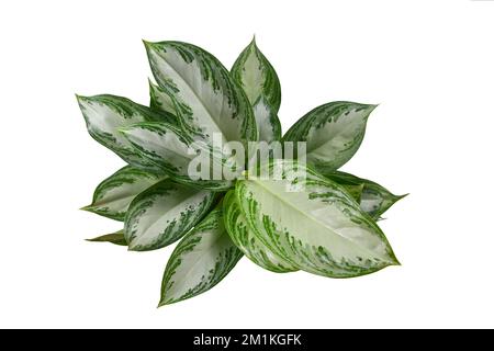 Blick von oben auf die tropische „Aglaonema Silver Bay“-Zimmerpflanze mit silbernem Muster auf weißem Hintergrund Stockfoto