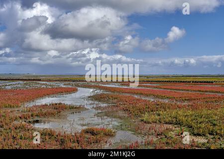 Salz Sumpf mit Glaskraut (Salicornia europaea) in Blüte, Nordsee, Nordfriesien, Deutschland Stockfoto