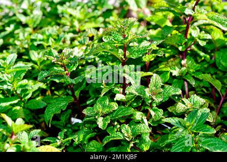 Die Kentucky Colonel Speerminze im Garten. Stockfoto