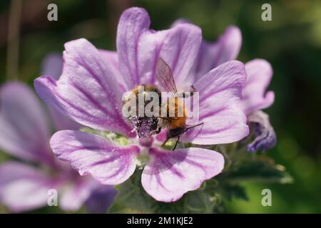 Eine Nahaufnahme einer braunen Hummel auf einer lila Malva-Blume Stockfoto