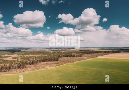Ländliche Landschaft unter einem malerischen Frühlingshimmel mit weißen, flauschigen Wolken. Landwirtschaftliche Landschaft grünes Feld in der Frühjahrssaison. Luftaufnahme Stockfoto