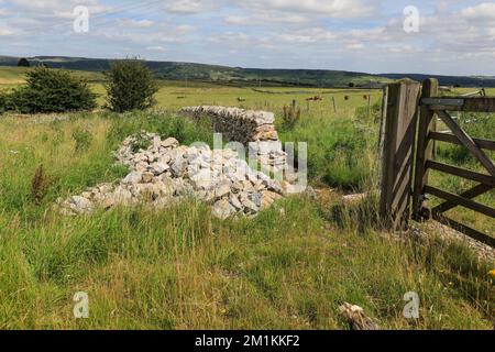 Im Peak District National Park in Derbyshire, England, wird eine Trockenmauer repariert Stockfoto