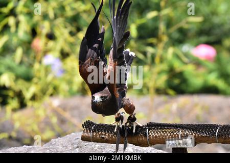 Nicht exklusiv: Eine Red Tail Hawk-Art, die in ihrem Lebensraum während eines Artenschutzprogramms gesehen wird. Der Zoo hat 1803 Tiere in Chapultepe in Gefangenschaft Stockfoto