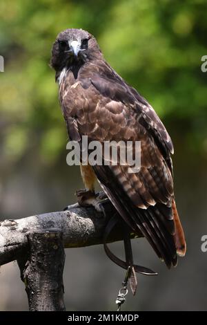 Nicht exklusiv: Eine Red Tail Hawk-Art, die in ihrem Lebensraum während eines Artenschutzprogramms gesehen wird. Der Zoo hat 1803 Tiere in Chapultepe in Gefangenschaft Stockfoto
