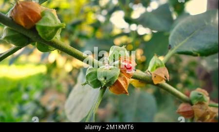 Withania-somnifera-Pflanze. Allgemein bekannt als Ashwagandha (Winterkirsche), ist eine wichtige Heilpflanze, die in Ayurved verwendet wurde. Indischer Ginseng Stockfoto