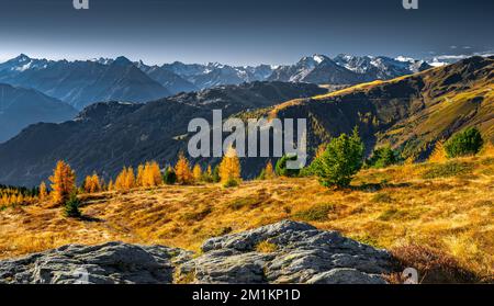 Panorama der Zillertalalpen an einem sonnigen Oktobertag mit Gras und Lärchen in wunderschönen Herbstfarben. Dramatische Alpenlandschaft im Herbst Stockfoto