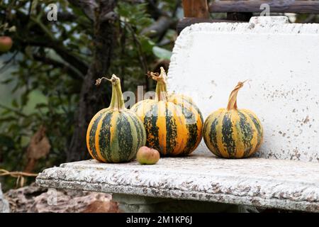 Organisch angebaute Kürbisse Stockfoto