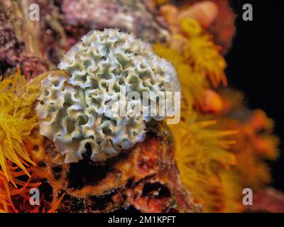 Elysia crispata, der gebräuchliche Name der Meeressalat-Schnecke oder Salatschnecke, ist eine große und farbenfrohe Meeresschnecke, eine Meeresschnecke. Stockfoto