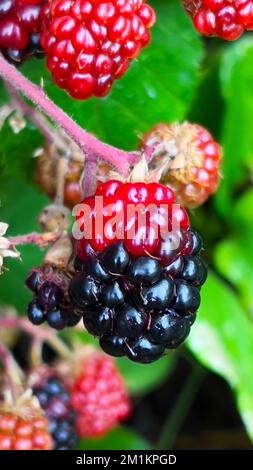 wilde Brombeeren Stockfoto