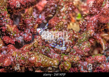 Hippolytidae ist eine Familie sauberer Garnelen, auch bekannt als gebrochene Garnelen oder Anemone Garnelen. Stockfoto