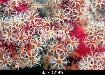 Siphonogorgia godeffroyi, die Kirschblütenkorallen oder Godeffroys weiche Korallen, ist eine Art weicher Korallen in der Familie der Nidaliidae. Stockfoto