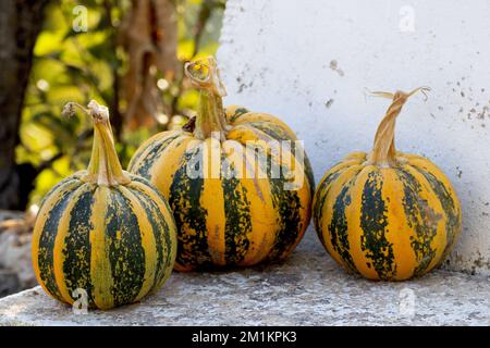 Organisch angebaute Kürbisse Stockfoto