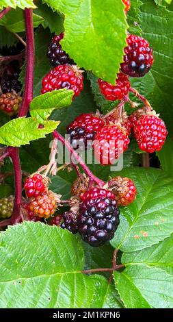 wilde Brombeeren Stockfoto