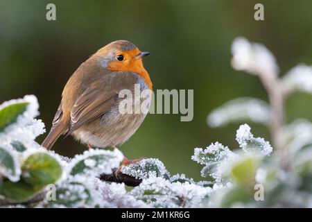 Europäisches Rotkehlchen (Erithacus rubecula) auf einem frostigen Ast Stockfoto