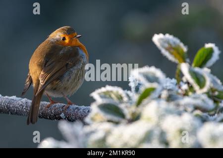 Der europäische Rotkehlchen sitzt an einem frostigen Wintermorgen in Norfolk, Großbritannien, auf einer Filiale Stockfoto