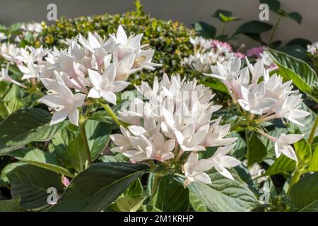 Kleine rosafarbene Blüten von Pentas lanceolata, gemeinhin bekannt als ägyptischer Sternenhaufen. Stockfoto