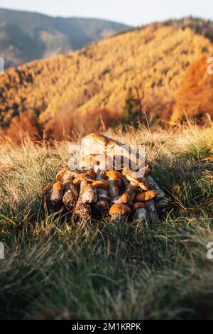 Wunderschöne frische essbare Pilze, Schweinefilze im Wald Stockfoto