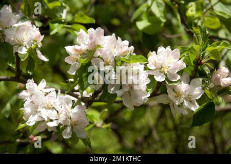 Apfelbaum (Malus domestica) in Flower, Queen's Wood, Highgate, Stockfoto