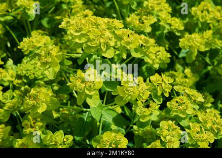 Gelbgrüne Blüten der Milchpflanze Euphorbia palustris. Stockfoto