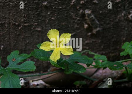 Blume der Bittermelone (Momordica charantia) Stockfoto
