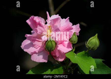 Die konföderierte Rose wechselt am Nachmittag zu Magenta Stockfoto
