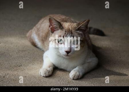 Die Katze in der Hocke im Erdton-Hintergrund Stockfoto