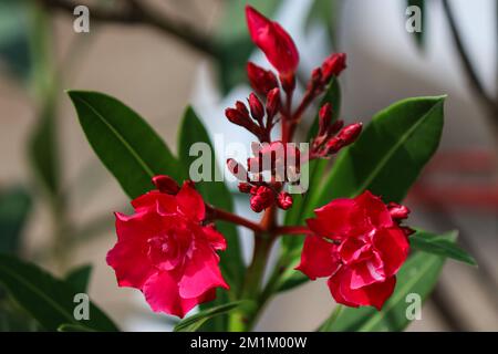 Rote Nerium-Oleanderblüte Stockfoto