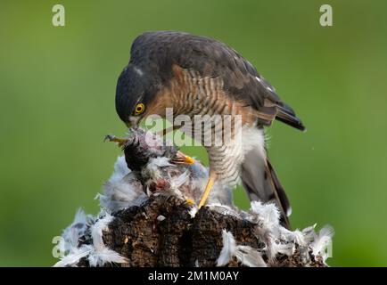 Sperling, der sich an einer Taube ernährt Stockfoto