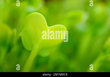 Nahaufnahme von schönen herzförmigen japanischen Radish Microgreens oder Kaiware Daikon Stockfoto