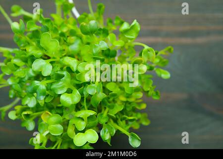 Draufsicht auf japanische Rettich Microgreens oder Kaiware Daikon Ready for Harvesting Stockfoto