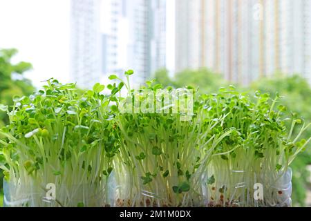 Hydroponische Daikon Microgreens oder Kaiware Daikon wuchs als Urban Houseplant mit verschwommenen Wolkenkratzern im Hintergrund Stockfoto