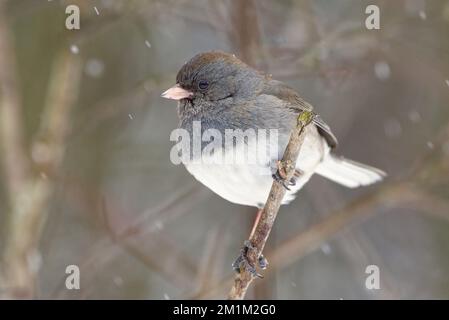 Nahaufnahme eines männlichen Junco mit dunklen Augen (Junco hyemalis) auf einem Zweig mit Schnee, der vor einem dunklen Hintergrund fällt. Stockfoto