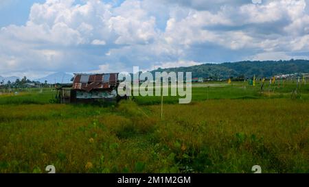 Hütte inmitten wunderschöner Reisfelder mit bewölktem Himmel Stockfoto