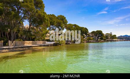 Blick auf Albercutx Beach, wo die Kiefern des Waldes fast das smaragdgrüne Meer erreichen. Pollensa, Mallorca, Balearen, Spanien Stockfoto
