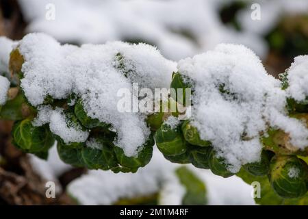 Eton Wick, Windsor, Berkshire, Großbritannien. 13.. Dezember 2022. Schneebedeckte Rosenkohle an einem weiteren verschneiten Tag in Eton Wick. Im Vorfeld von Weihnachten haben viele Supermärkte die Preise für ihr Wintergemüse auf nur 19p Dollar pro Tasche gesenkt, was für die Verbraucher, die mit der Krise der Lebenshaltungskosten zu kämpfen haben, hilfreich ist, aber den Landwirten nur sehr geringe Margen lässt. Immer mehr Bauern stehen vor einer düsteren Zukunft und werden pleite gehen. Die aktuelle Kälte erschwert die Ernte. Kredit: Maureen McLean/Alamy Live News Stockfoto