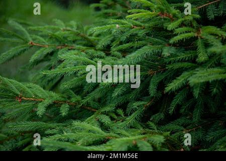 Hintergrund der Weihnachtsbaumzweige. Feiertagsstimmung. Stockfoto