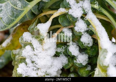 Eton Wick, Windsor, Berkshire, Großbritannien. 13.. Dezember 2022. Schneebedeckte Rosenkohle an einem weiteren verschneiten Tag in Eton Wick. Im Vorfeld von Weihnachten haben viele Supermärkte die Preise für ihr Wintergemüse auf nur 19p Dollar pro Tasche gesenkt, was für die Verbraucher, die mit der Krise der Lebenshaltungskosten zu kämpfen haben, hilfreich ist, aber den Landwirten nur sehr geringe Margen lässt. Immer mehr Bauern stehen vor einer düsteren Zukunft und werden pleite gehen. Die aktuelle Kälte erschwert die Ernte. Kredit: Maureen McLean/Alamy Live News Stockfoto