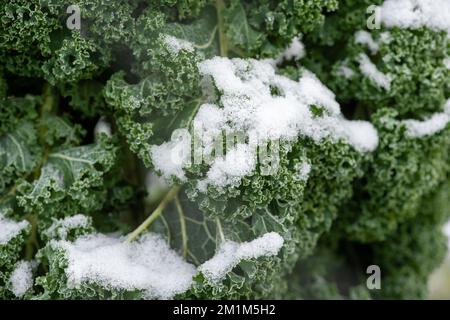 Eton Wick, Windsor, Berkshire, Großbritannien. 13.. Dezember 2022. Schneebedeckter Grünkohl an einem anderen verschneiten Tag in Eton Wick. Im Vorfeld von Weihnachten haben viele Supermärkte die Preise für ihr Wintergemüse auf nur 19p Dollar pro Tasche gesenkt, was für die Verbraucher, die mit der Krise der Lebenshaltungskosten zu kämpfen haben, hilfreich ist, aber den Landwirten nur sehr geringe Margen lässt. Immer mehr Bauern stehen vor einer düsteren Zukunft und werden pleite gehen. Die aktuelle Kälte erschwert die Ernte. Kredit: Maureen McLean/Alamy Live News Stockfoto