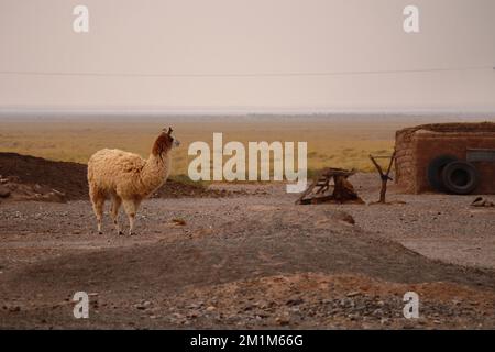 Lama am Nachmittag eines rauchigen Tages in Pozo Colorado, Salta, Argentinien Stockfoto