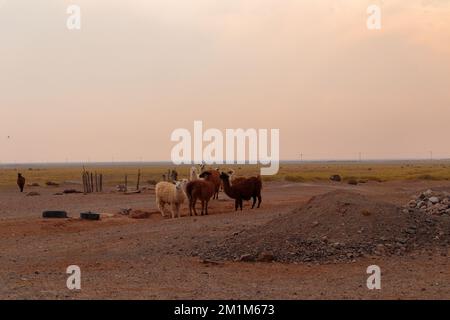 Lama am Nachmittag eines rauchigen Tages in Pozo Colorado, Salta, Argentinien Stockfoto