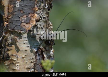 Eine Nahaufnahme eines Weißen Fleckkäfers auf einem Baum in einem Feld unter der Sonne Stockfoto