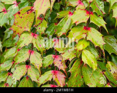 Bunte feuchte leatherleaf-Mhonia-Blätter im Winter Stockfoto