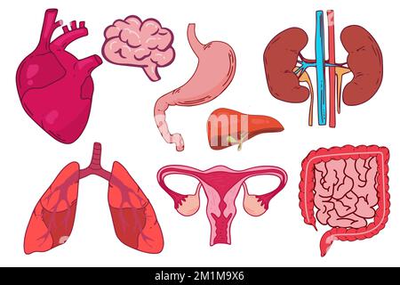 Satz von Vektorliniensymbolen der Anatomie für Web und Apps. Bearbeitbare Vektorkontur Stock Vektor