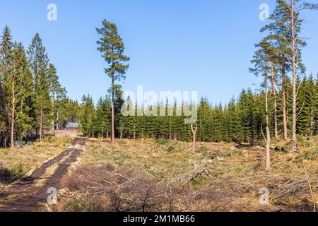 Roden mit einer unbefestigten Straße und Kiefernsaatbäumen Stockfoto