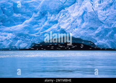 Gletscherhöhle mit einer Herde Kittiwakes am Meer Stockfoto