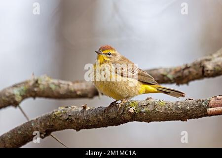 Der Pinienschwinger stand auf einem Ast und blickte nach außen. Stockfoto