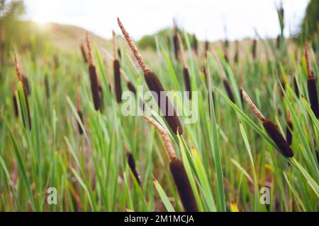 An einem Teich kratzen. Nahaufnahme. Stockfoto
