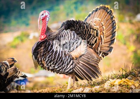 Ein Vogel, der auf einem mit Gras bedeckten Feld steht Stockfoto