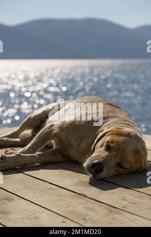 Straßenhund schläft und ruht an einem heißen Sommertag auf einem Seepier vor dem Hintergrund des Meeres. Hochwertiges Foto Stockfoto