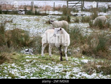 Ein gutaussehendes Schaf in Pendle Hill, Lancashire, Großbritannien Stockfoto